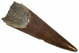 Serrated, Fossil Theropod (Richardoestesia) Tooth - Montana #341020-1